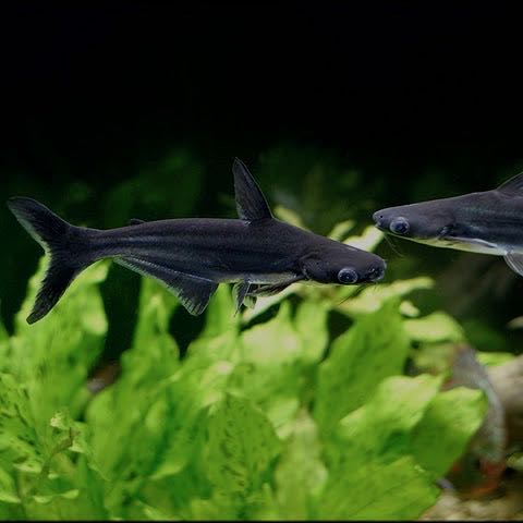 Pang.hypophthalmus   Blauwe haai SM